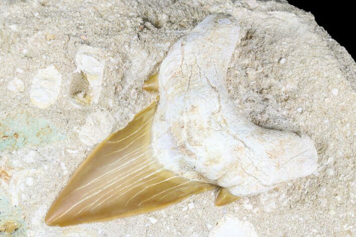 Otodus Shark Tooth Fossil in Rock - Huge Tooth! #183760